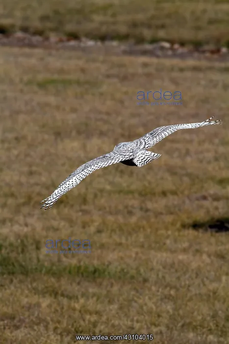 : Snowy Owl (Nyctea scandiaca) in flight near Lawrence, Kansas : Snowy Owl (Nyctea scandiaca) in flight near Lawrence, Kansas