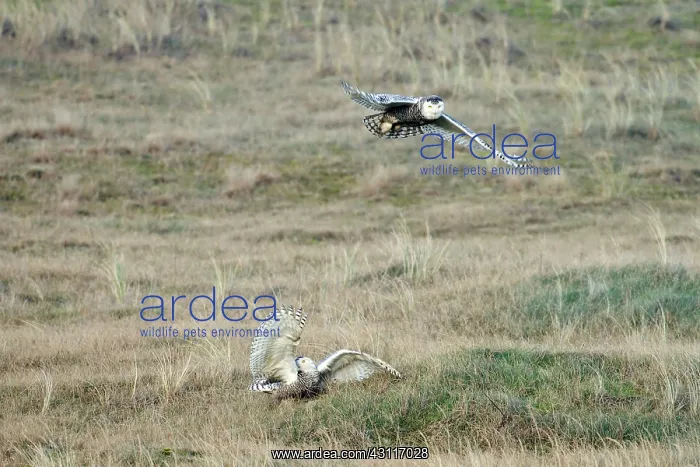 : Snowy Owl. Two Snowy Owls (Bubo scandiacus) chasing each other in the dunes : Snowy Owl. Two Snowy Owls (Bubo scandiacus) chasing each other in the dunes