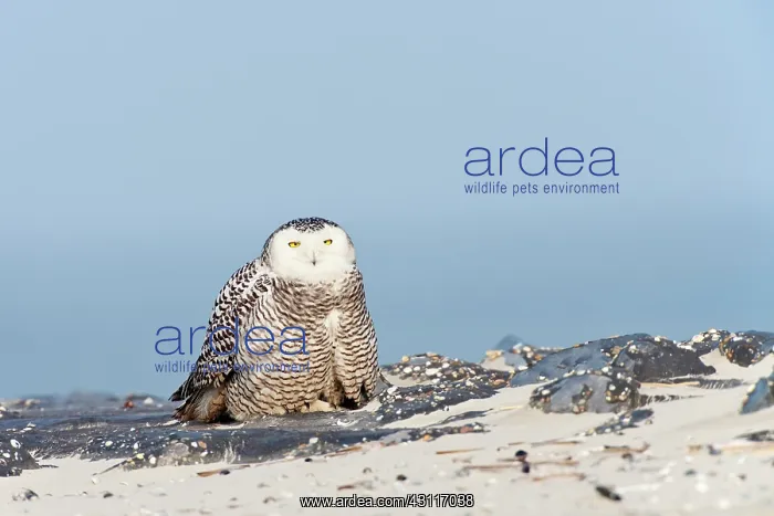 : Snowy Owl (Bubo scandiacus) sitting on rocks and sand at the beach : Snowy Owl (Bubo scandiacus) sitting on rocks and sand at the beach