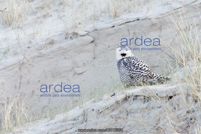 : Snowy Owl. Yawning Snowy Owl (Bubo scandiacus) sitting on a ridge in the dunes : Snowy Owl. Yawning Snowy Owl (Bubo scandiacus) sitting on a ridge in the dunes