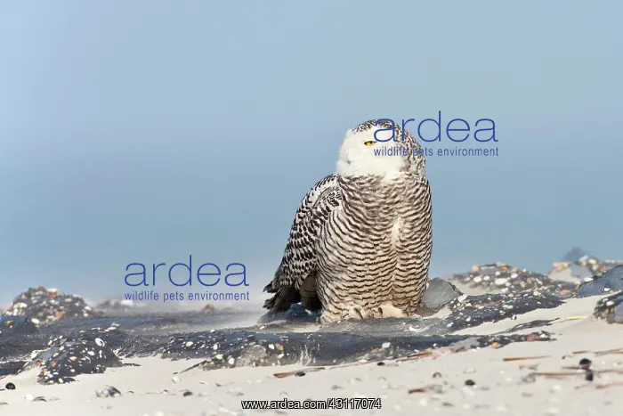  : Snowy Owl (Bubo scandiacus) sitting on rocks on the beach