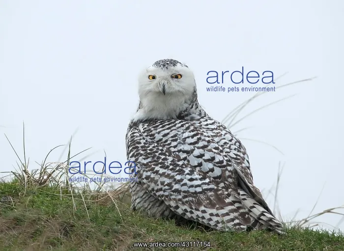 : Snowy Owl (Bubo scandiacus) on the lookout on top of a dune : Snowy Owl (Bubo scandiacus) on the lookout on top of a dune
