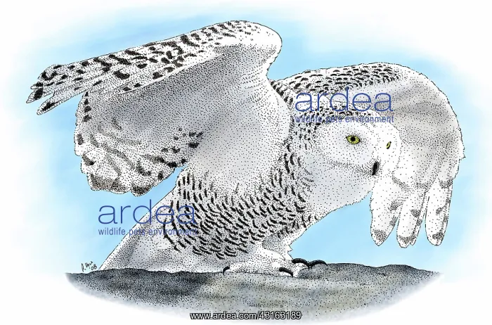 : Snowy Owl, (Bubo scandiacus) : Snowy Owl, (Bubo scandiacus)