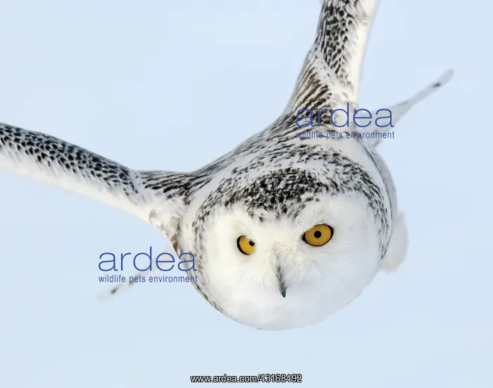 : Snowy Owl. A snowy owl (Nyctea scandiaca) in flight : Snowy Owl. A snowy owl (Nyctea scandiaca) in flight