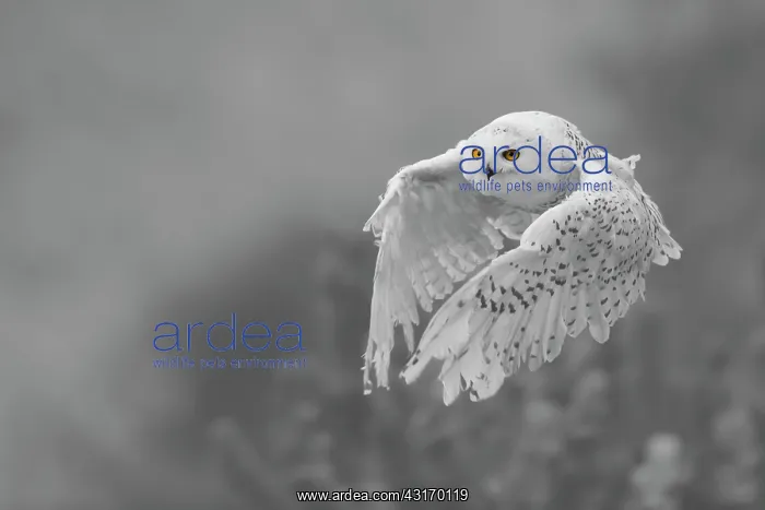 : Snowy Owl (Nyctea scandiaca) flying in snowy forest, Germany, Eifel : Snowy Owl (Nyctea scandiaca) flying in snowy forest, Germany, Eifel