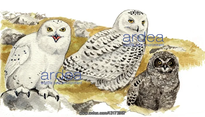 : Snowy Owl. bo scandiacus) in arctic landscape adult male in foreground, female behind : Snowy Owl. bo scandiacus) in arctic landscape adult male in foreground, female behind