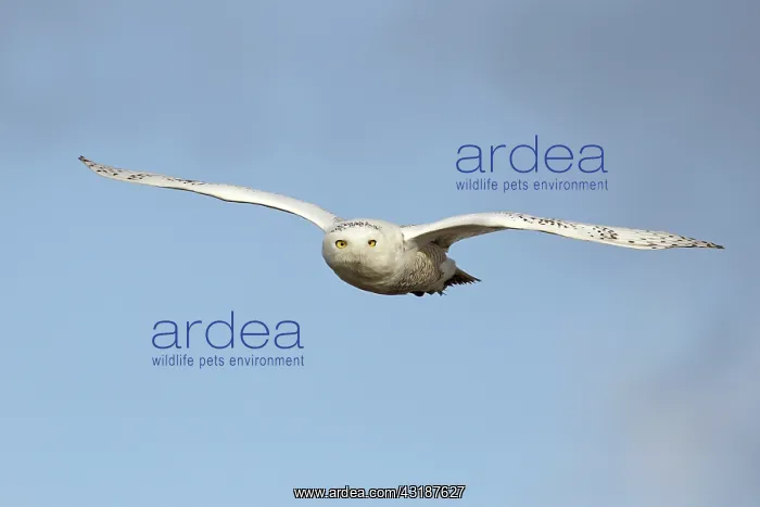 : Snowy Owl (Bubo scandiacus) flying towards the camera, Belgium, West-Vlaanderen : Snowy Owl (Bubo scandiacus) flying towards the camera, Belgium, West-Vlaanderen