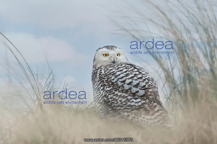 : Snowy Owl. A Snowy Owl (Bubo scandiacus) resting on a Dune at the Island of Vlieland : Snowy Owl. A Snowy Owl (Bubo scandiacus) resting on a Dune at the Island of Vlieland