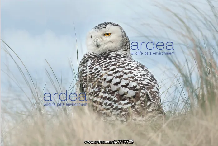 : Snowy Owl. The Snowy Owl (Bubo scandiacus) resting on a top of a Dune at : Snowy Owl. The Snowy Owl (Bubo scandiacus) resting on a top of a Dune at