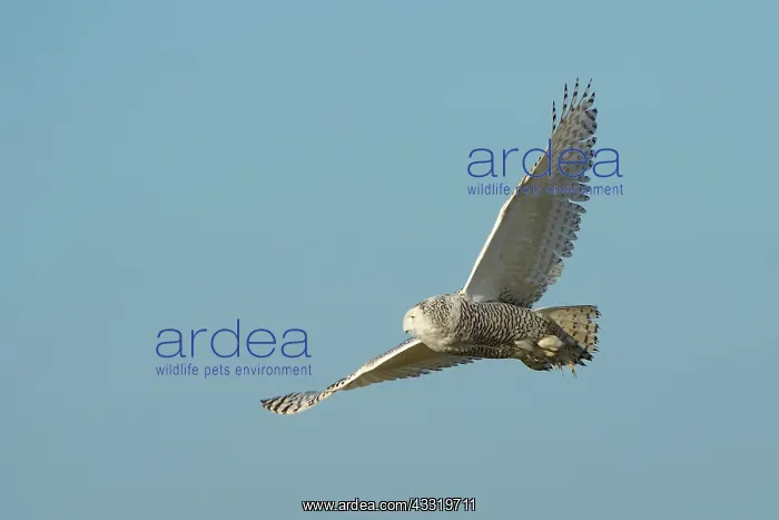 : Snowy Owl (Bubo scandiacus) in flight with wings spread : Snowy Owl (Bubo scandiacus) in flight with wings spread