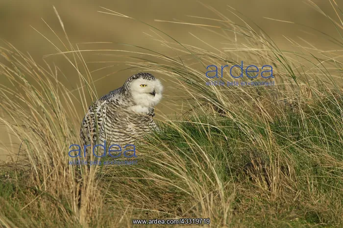 : Snowy Owl (Bubo scandiacus) perched on the grass : Snowy Owl (Bubo scandiacus) perched on the grass