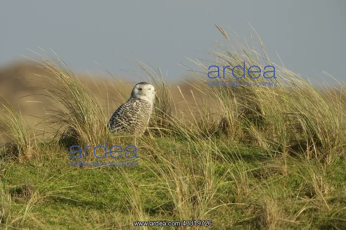 : Snowy Owl (Bubo scandiacus) perched on the ground while looking at camera : Snowy Owl (Bubo scandiacus) perched on the ground while looking at camera