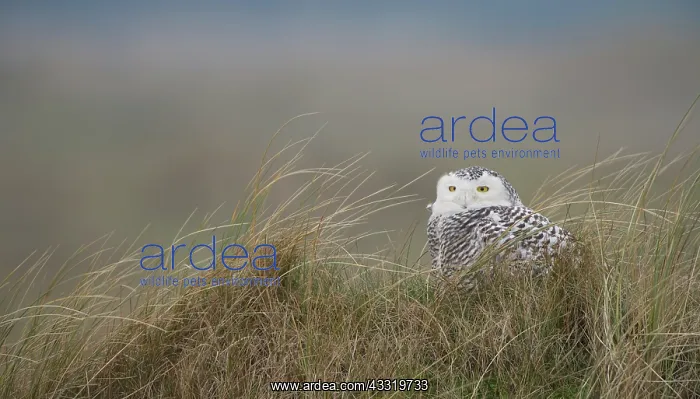 : Snowy Owl (Bubo scandiacus) perched on the ground while looking at camera with head turned : Snowy Owl (Bubo scandiacus) perched on the ground while looking at camera with head turned