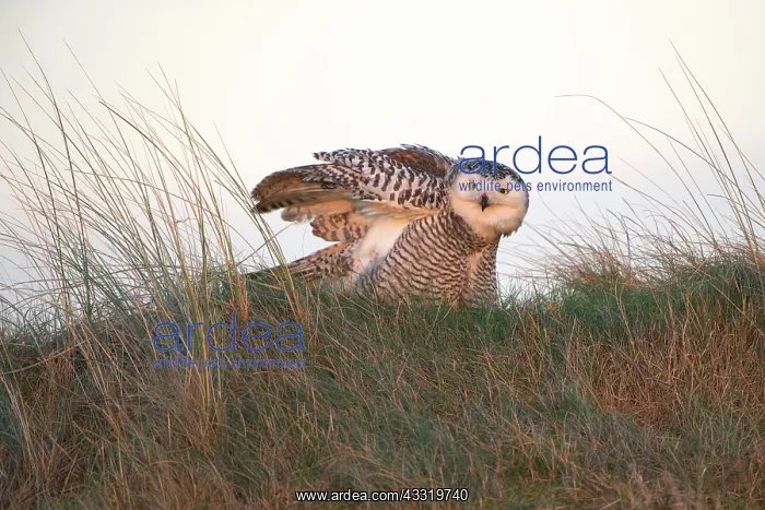 : Snowy Owl (Bubo scandiacus) perched on the ground while stretching wings : Snowy Owl (Bubo scandiacus) perched on the ground while stretching wings