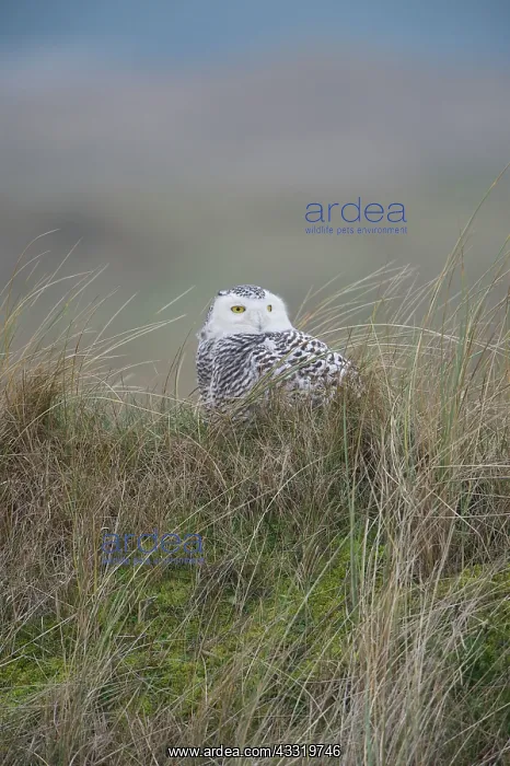 : Snowy Owl (Bubo scandiacus) perched on the ground while looking at camera with head turned : Snowy Owl (Bubo scandiacus) perched on the ground while looking at camera with head turned