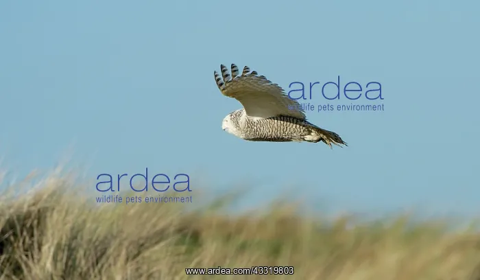 : Snowy Owl (Bubo scandiacus) in flight with wings spread : Snowy Owl (Bubo scandiacus) in flight with wings spread