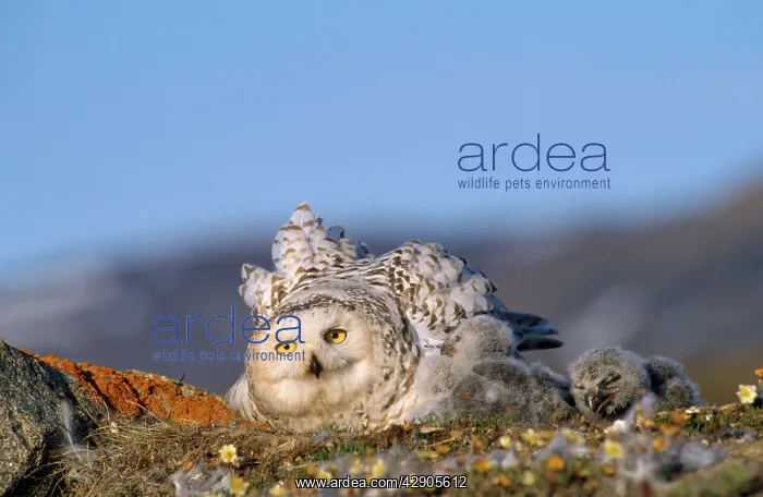: Snowy Owl - adult with young : Snowy Owl - adult with young