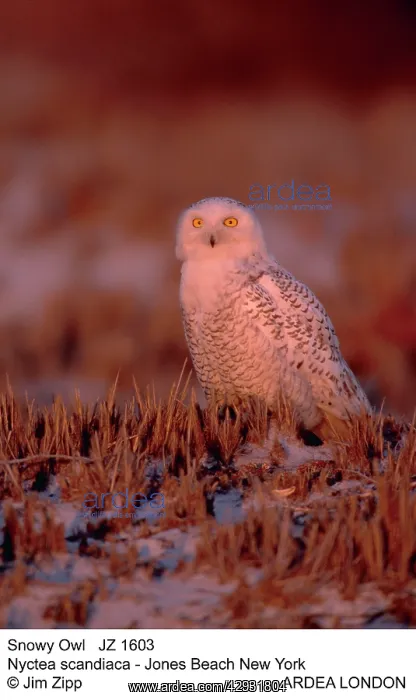 : Snowy Owl - on beach : Snowy Owl - on beach