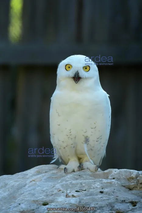 : Snowy owl (Bubo scandiacus) : Snowy owl (Bubo scandiacus)