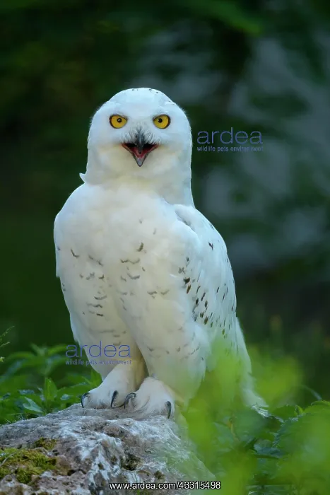 : Snowy owl (Bubo scandiacus) : Snowy owl (Bubo scandiacus)