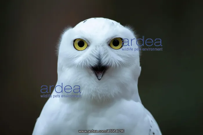 : Snowy owl (Bubo scandiacus) adult bird calling with its beak : Snowy owl (Bubo scandiacus) adult bird calling with its beak