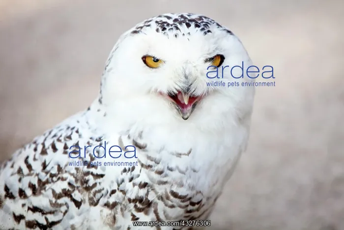 : Snowy owl (Bubo scandiacus), calling, animal portrait : Snowy owl (Bubo scandiacus), calling, animal portrait