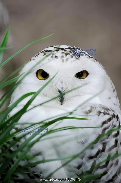 : Snowy owl (Bubo scandiacus), female, captive, Germany : Snowy owl (Bubo scandiacus), female, captive, Germany