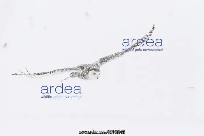 : Snowy Owl (Bubo scandiacus) in flight : Snowy Owl (Bubo scandiacus) in flight