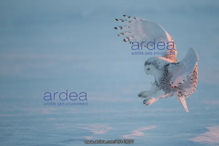 : Snowy Owl (Bubo scandiacus) in flight : Snowy Owl (Bubo scandiacus) in flight
