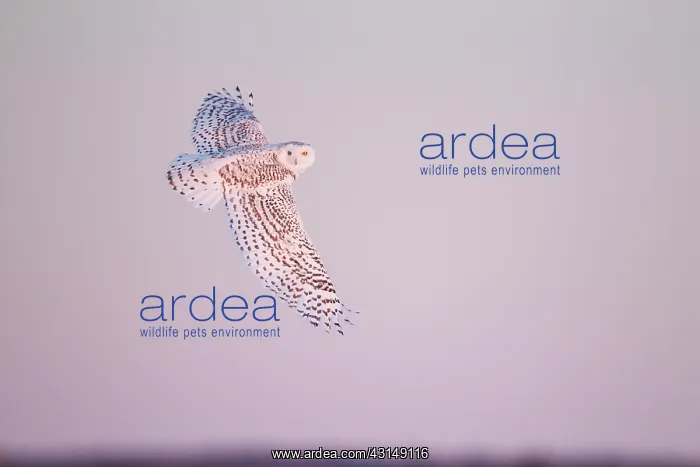 : Snowy Owl (Bubo scandiacus) in flight : Snowy Owl (Bubo scandiacus) in flight