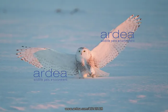 : Snowy Owl (Bubo scandiacus) in flight : Snowy Owl (Bubo scandiacus) in flight