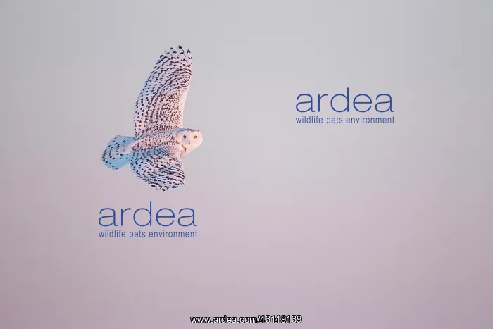 : Snowy Owl (Bubo scandiacus) in flight : Snowy Owl (Bubo scandiacus) in flight