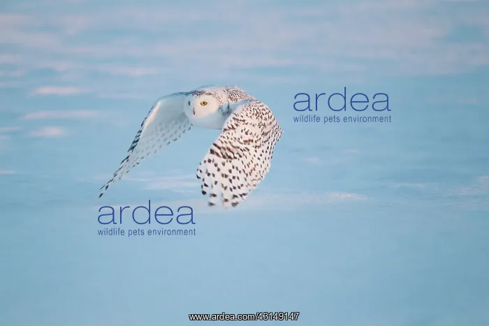 : Snowy Owl (Bubo scandiacus) in flight : Snowy Owl (Bubo scandiacus) in flight