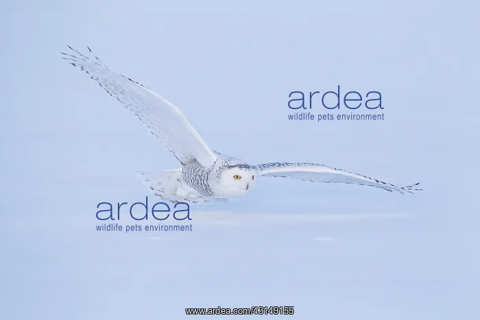 : Snowy Owl (Bubo scandiacus) in flight : Snowy Owl (Bubo scandiacus) in flight