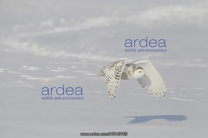 : Snowy Owl (Bubo scandiacus) in flight : Snowy Owl (Bubo scandiacus) in flight