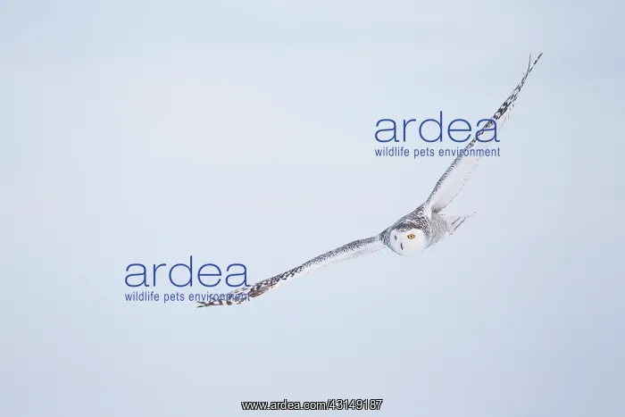 : Snowy Owl (Bubo scandiacus) in flight : Snowy Owl (Bubo scandiacus) in flight