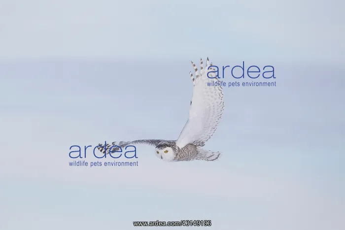 : Snowy Owl (Bubo scandiacus) in flight : Snowy Owl (Bubo scandiacus) in flight