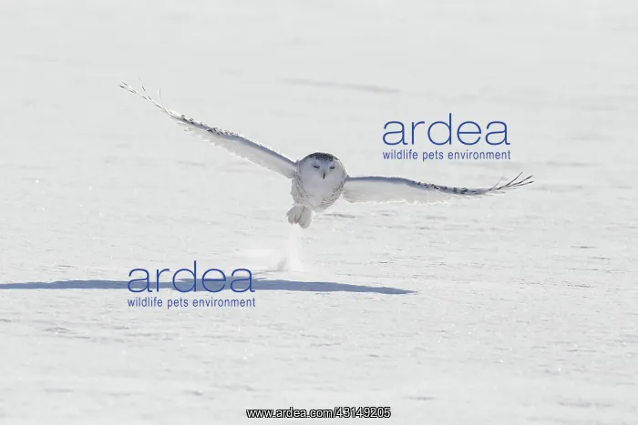 : Snowy Owl (Bubo scandiacus) in flight : Snowy Owl (Bubo scandiacus) in flight