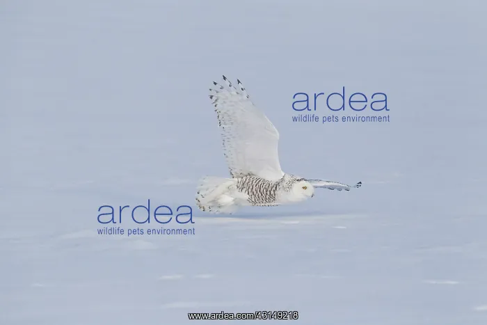 : Snowy Owl (Bubo scandiacus) in flight : Snowy Owl (Bubo scandiacus) in flight