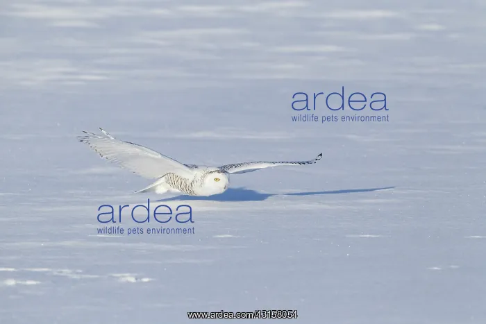 : Snowy Owl (Bubo scandiacus) in flight : Snowy Owl (Bubo scandiacus) in flight