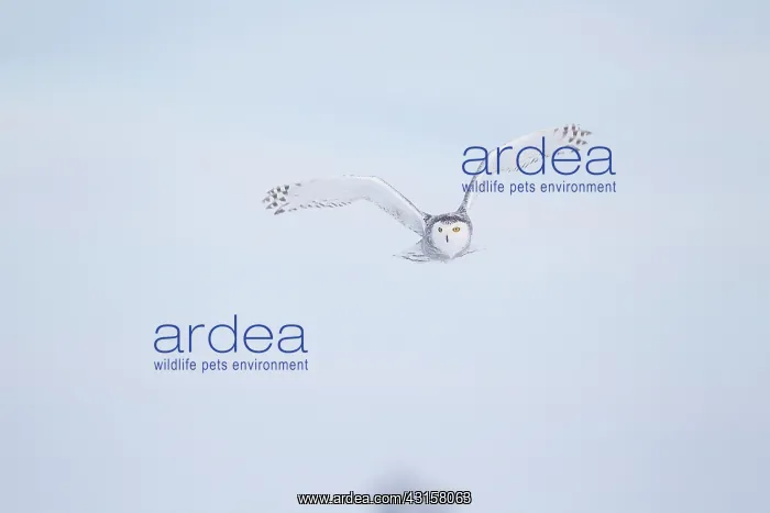 : Snowy Owl (Bubo scandiacus) in flight : Snowy Owl (Bubo scandiacus) in flight