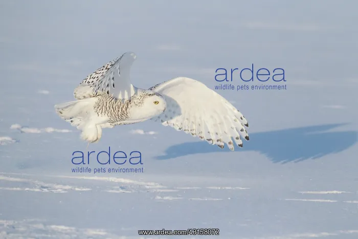 : Snowy Owl (Bubo scandiacus) in flight : Snowy Owl (Bubo scandiacus) in flight