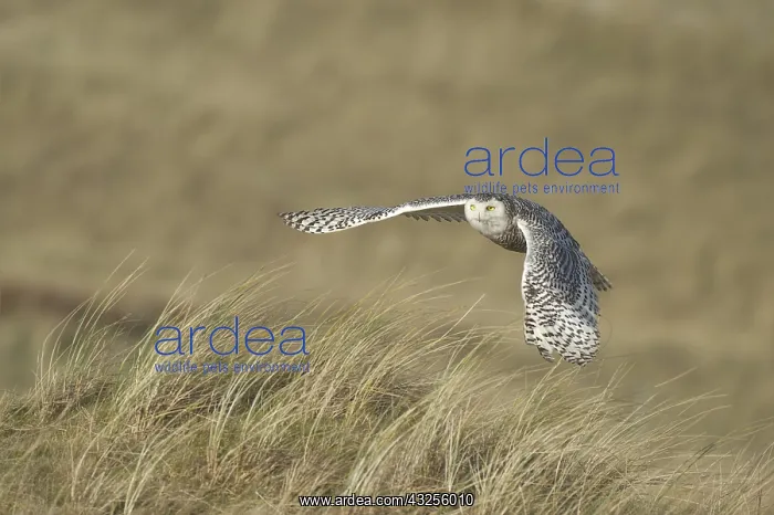  : Snowy Owl (Bubo scandiacus) in flight over the