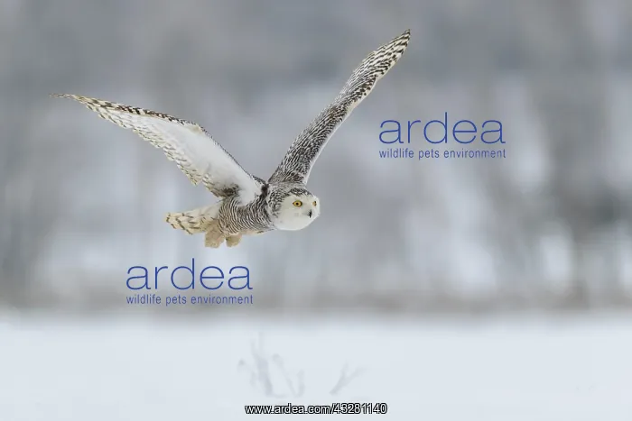  : Snowy owl (Bubo scandiacus), flying in a snowy landscape