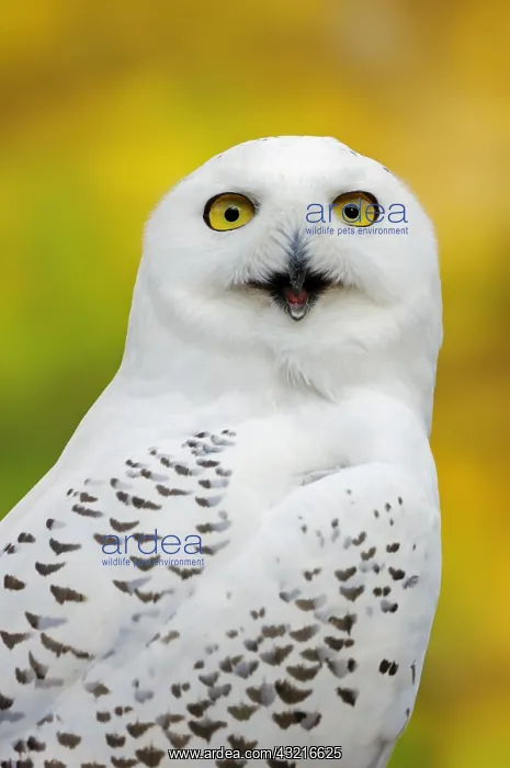  : Snowy Owl (Bubo scandiacus, Nyctea scandiaca), female