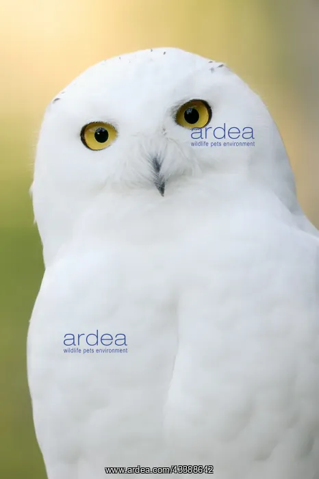 : Snowy owl (Bubo scandiacus, Nyctea scandiaca), male : Snowy owl (Bubo scandiacus, Nyctea scandiaca), male