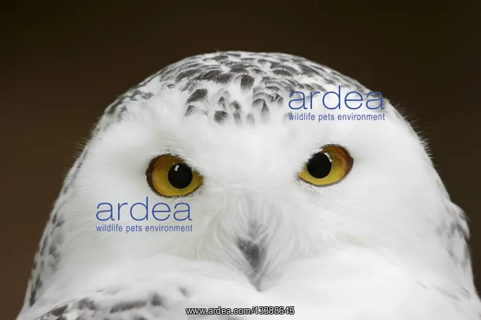 : Snowy owl (Bubo scandiacus, Nyctea scandiaca), female : Snowy owl (Bubo scandiacus, Nyctea scandiaca), female