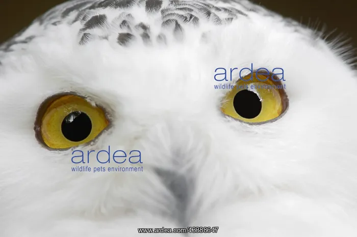: Snowy owl (Bubo scandiacus, Nyctea scandiaca), female : Snowy owl (Bubo scandiacus, Nyctea scandiaca), female