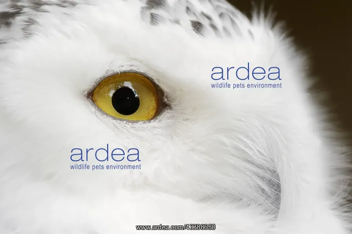 : Snowy owl (Bubo scandiacus, Nyctea scandiaca), female : Snowy owl (Bubo scandiacus, Nyctea scandiaca), female