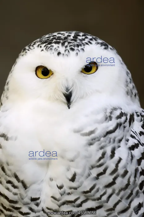 : Snowy owl (Bubo scandiacus, Nyctea scandiaca), female : Snowy owl (Bubo scandiacus, Nyctea scandiaca), female